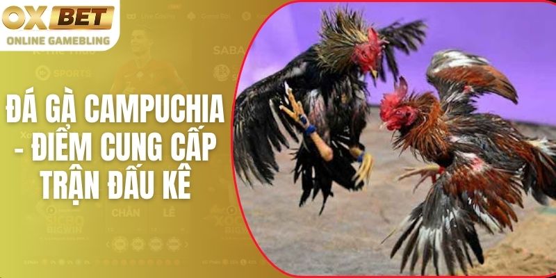 Đá Gà Campuchia - Điểm Cung Cấp Trận Đấu Kê Cực Hấp Dẫn