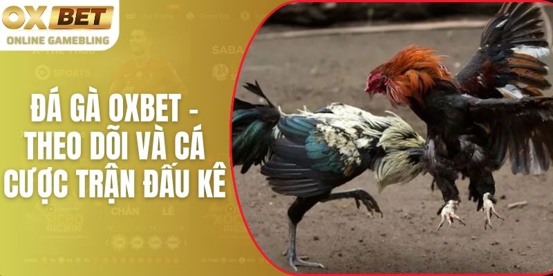 Đá Gà OXBET - Theo Dõi Và Cá Cược Trận Đấu Kê Hấp Dẫn