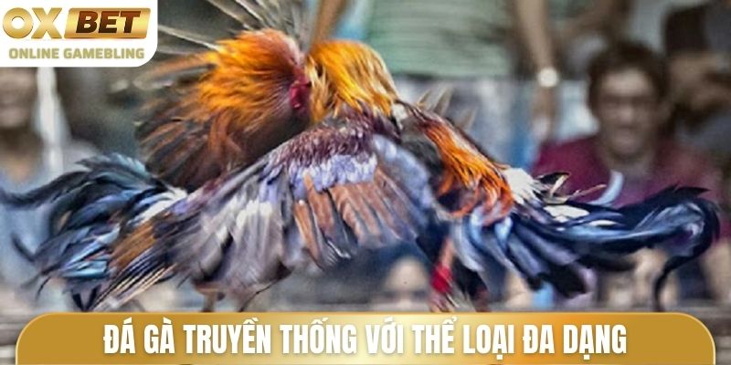 Đá gà truyền thống với thể loại đa dạng