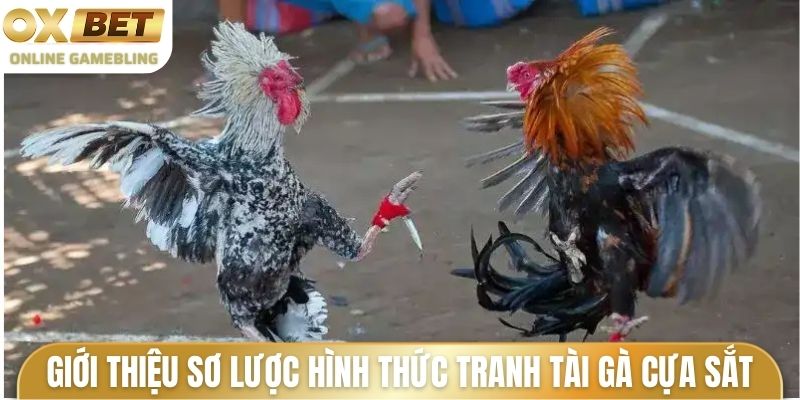 Giới thiệu sơ lược hình thức tranh tài gà cựa sắt