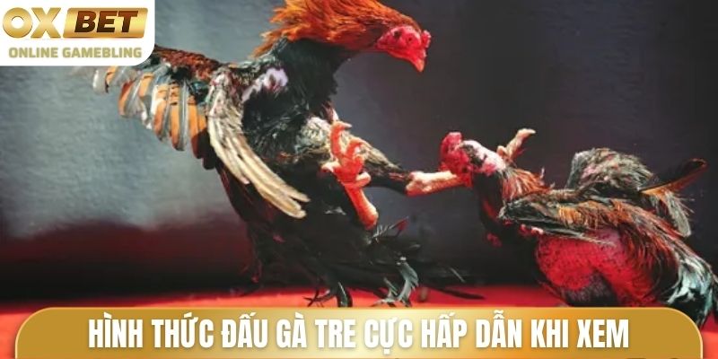 Hình thức đấu gà tre cực hấp dẫn khi xem