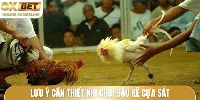 Lưu ý cần thiết khi trải nghiệm trận đấu kê cựa sắt