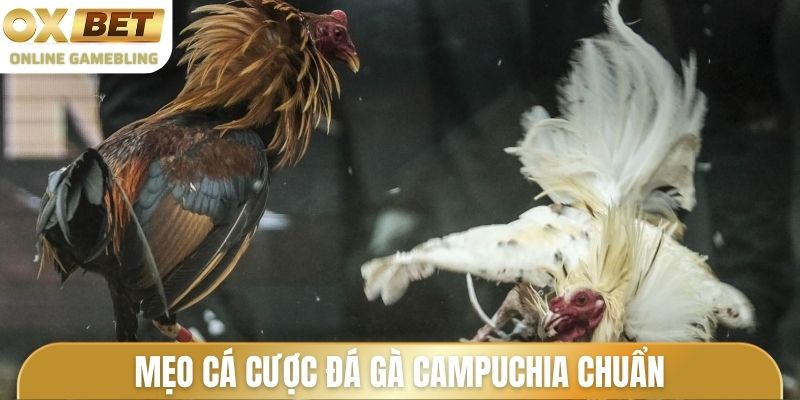 Mẹo cá cược đá gà Campuchia chuẩn