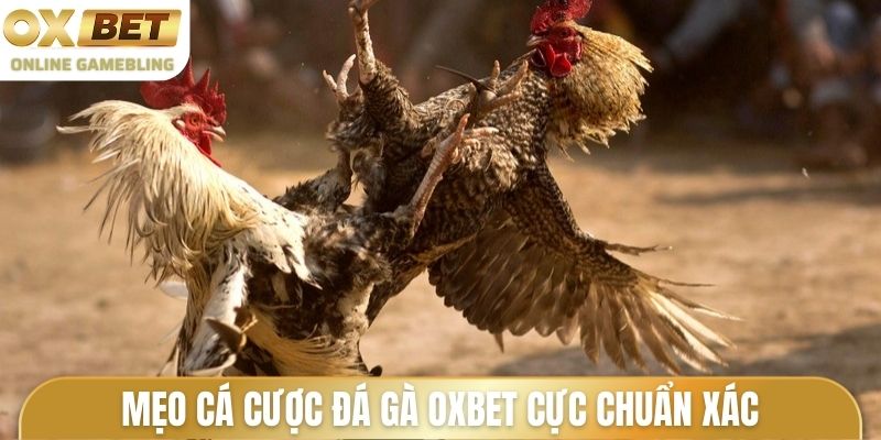 Mẹo cá cược đá gà OXBET cực chuẩn xác