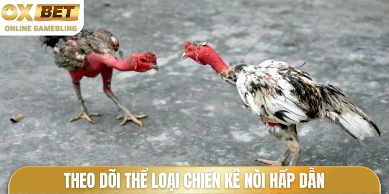 Theo dõi thể loại chiến kê nòi hấp dẫn