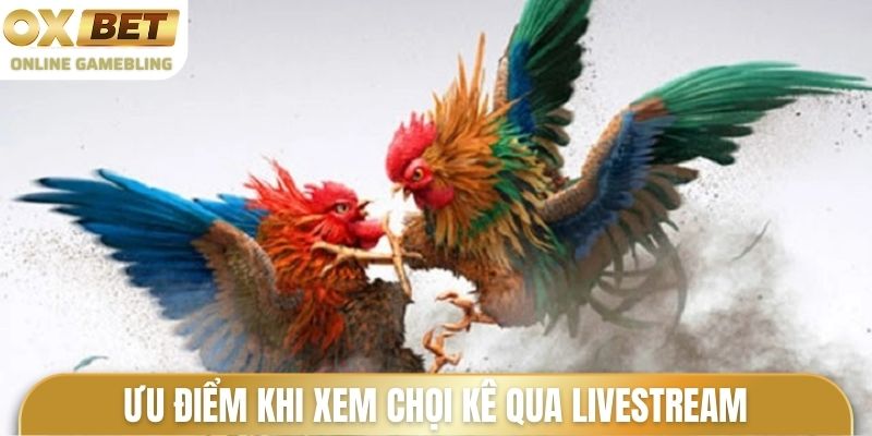 Ưu điểm khi xem chọi kê qua livestream
