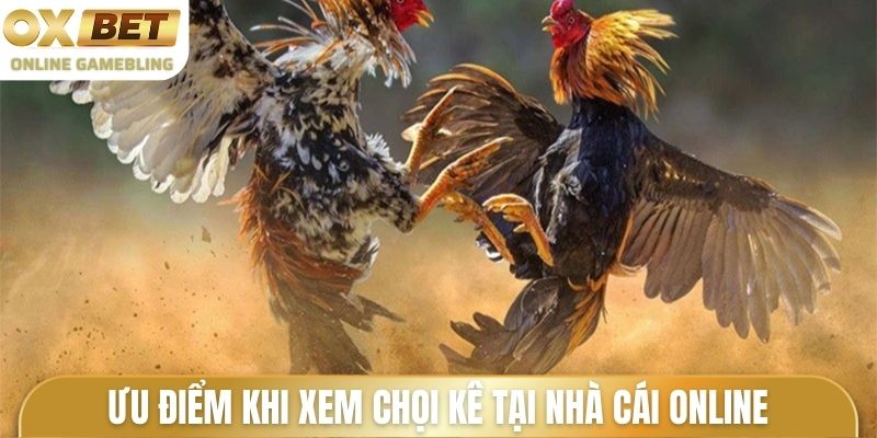 Ưu điểm khi xem chọi kê tại nhà cái online